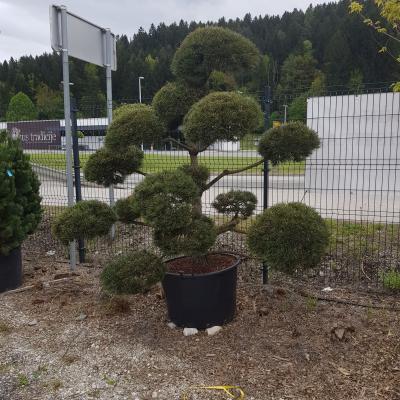 Zasaditve 07